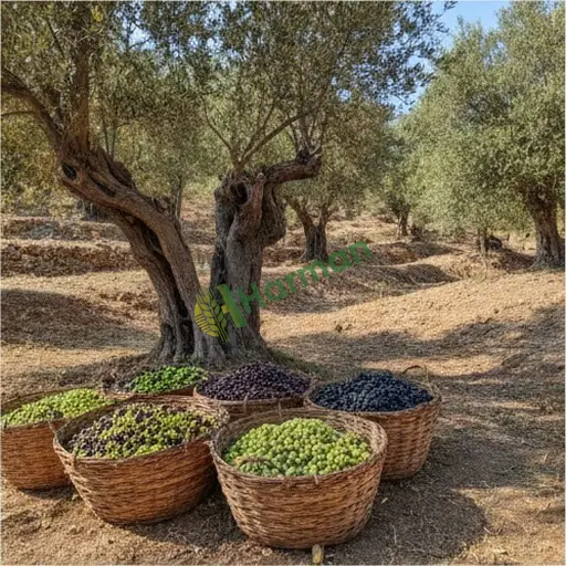 Sivas Yıldızeli'de Aranan Zeytin