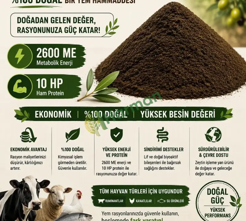 Zeytin Unu