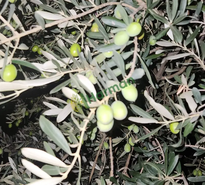 Zeytin ürünleri cesitler