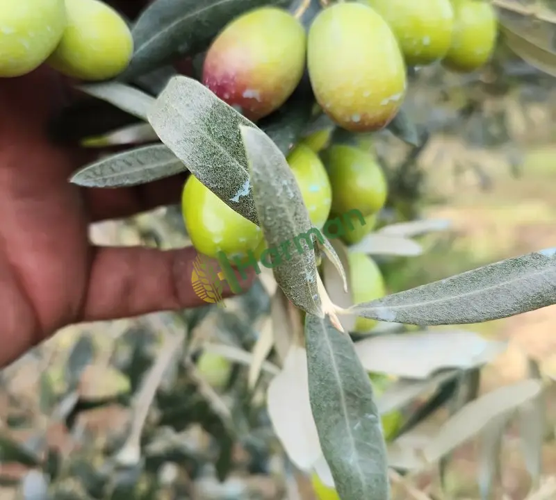 Zeytin ürünleri cesitler