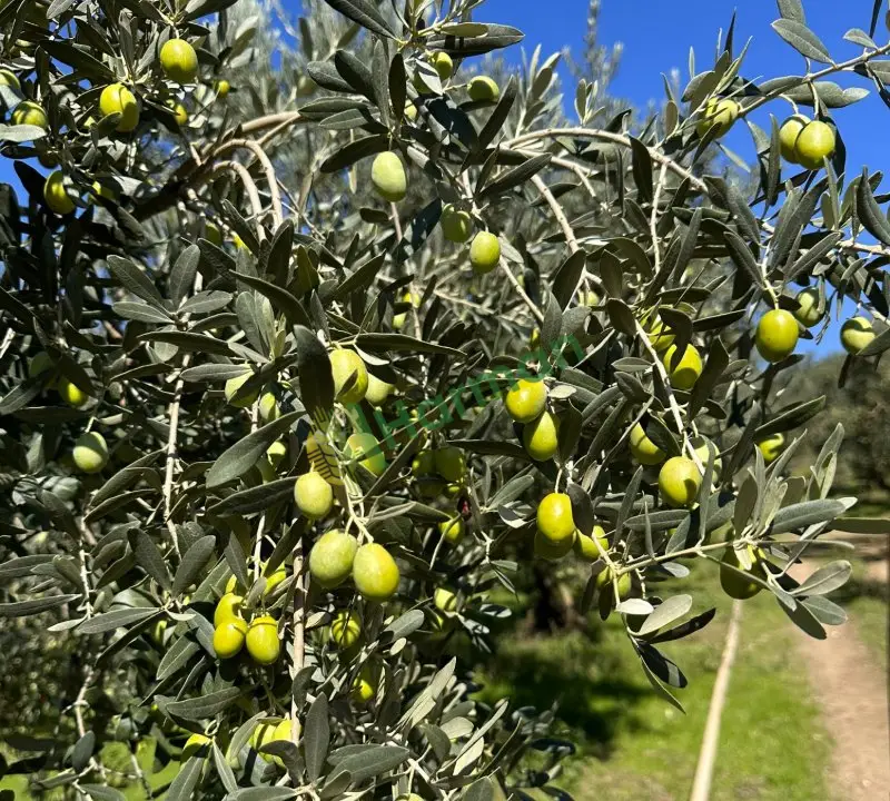 Zeytin ürünleri cesitler