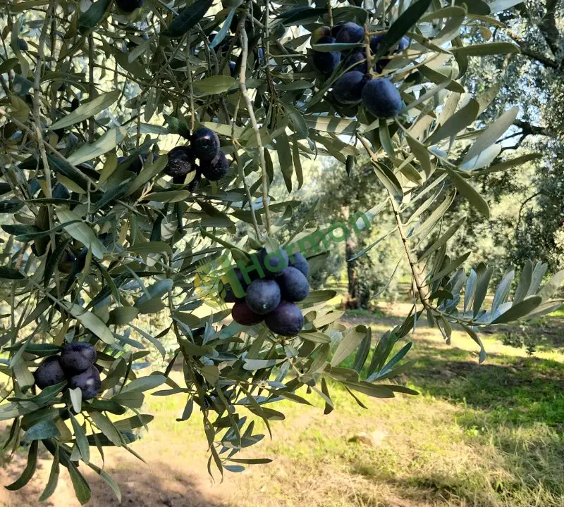 Zeytin ürünleri cesitler