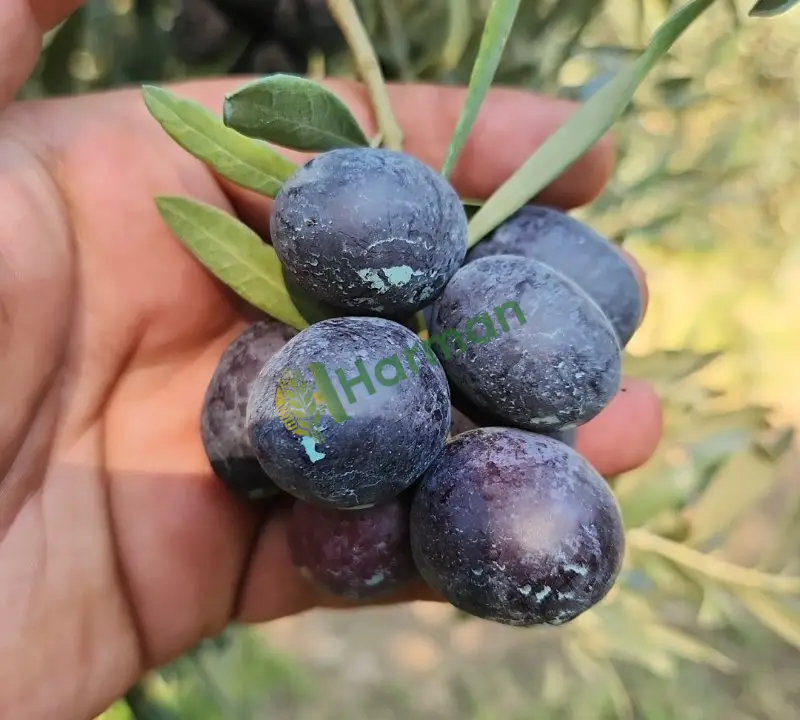 Zeytin ürünleri cesitler