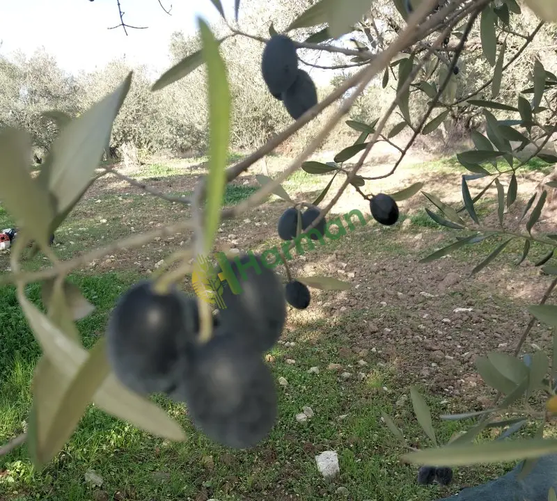 Zeytin ve ürünleri  kendi  ürünlerim
