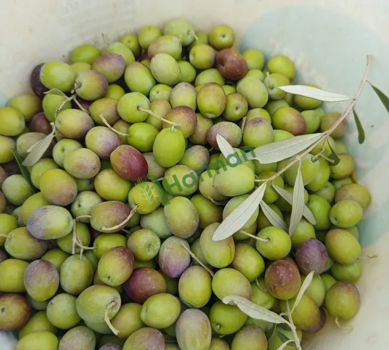Zeytin yağı
