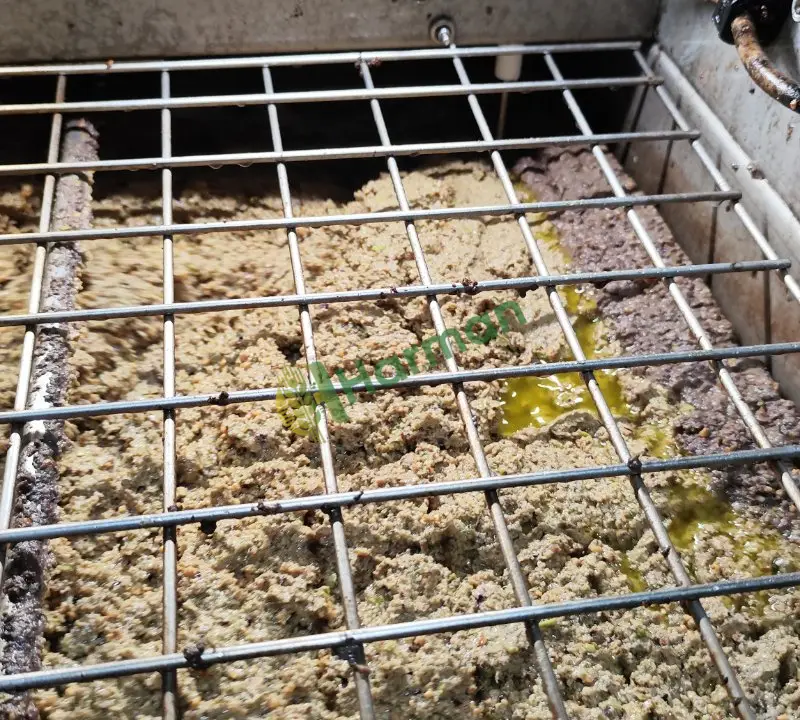 Zeytin yağı