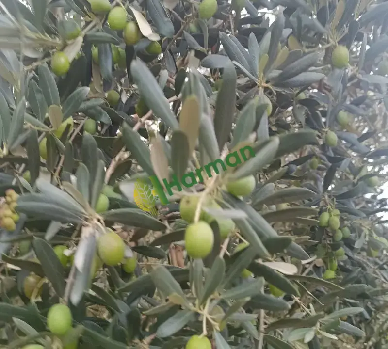Zeytin yağının gerçek tadını bilenlere..