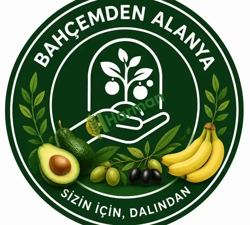Zeytinyağı (kendi bahçemizden)