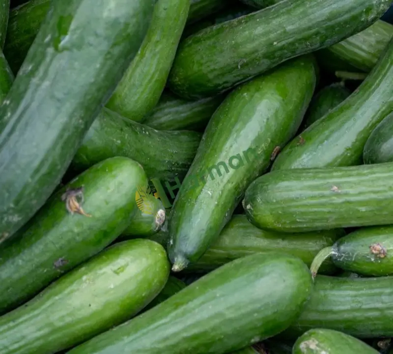 Zincir market depoları için düzgün boy salatalık alınır - Adıyaman Merkez
