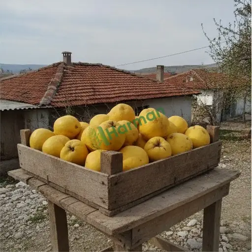 Zonguldak Aranan Ayva (Alaplı)