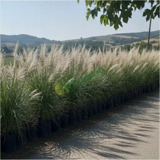 Zonguldak Devrek'te miscanthus alanı