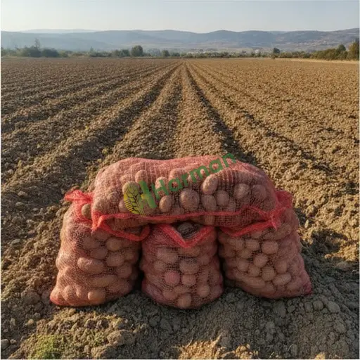 Zonguldak Alaplı'da patates alıyorum