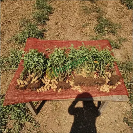 Zonguldak Ereğli Aranan Yer Fıstığı (3138 Kg)