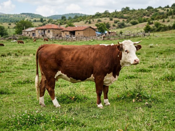 Hereford Sığırı
