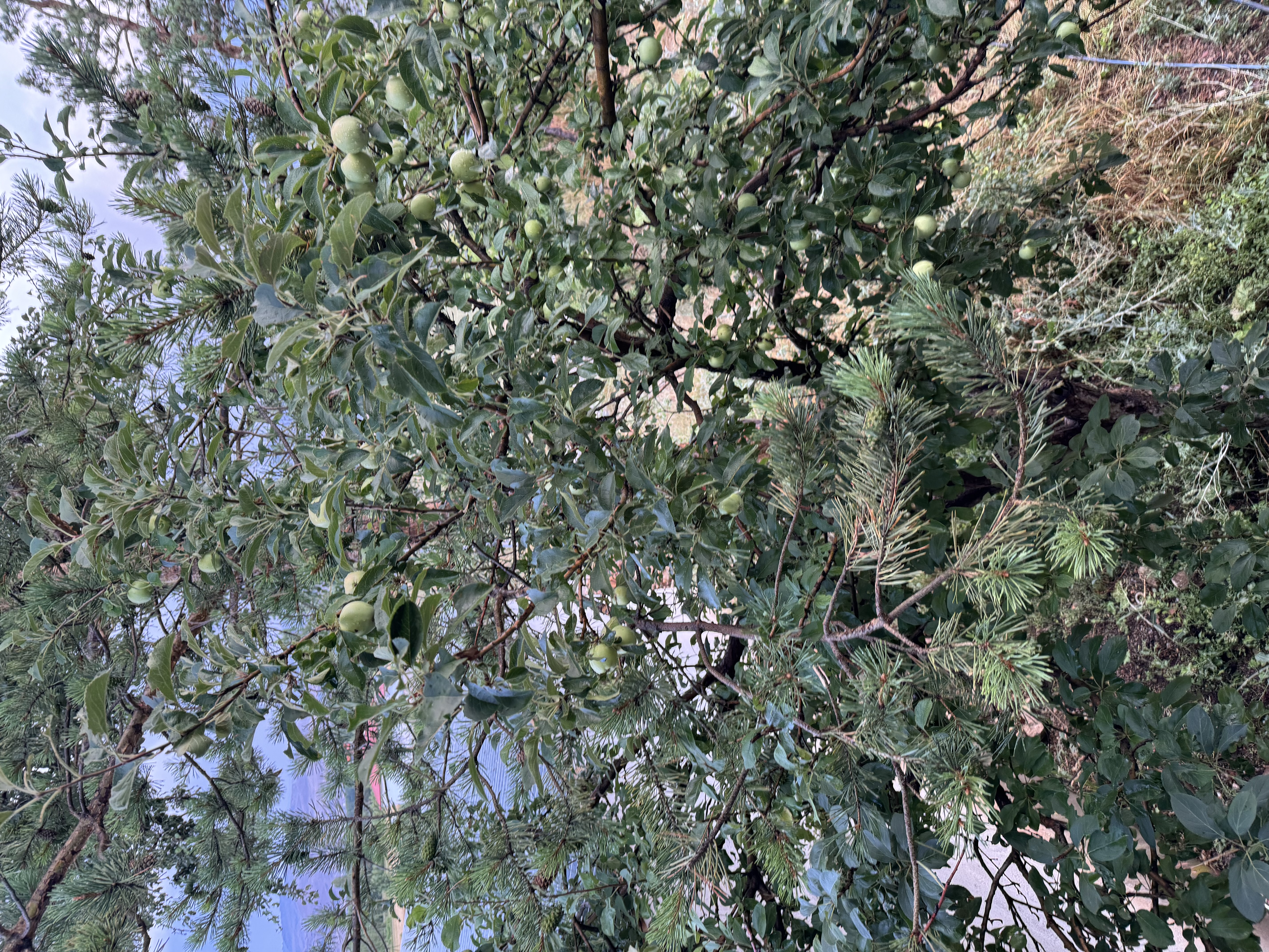 Satıcı