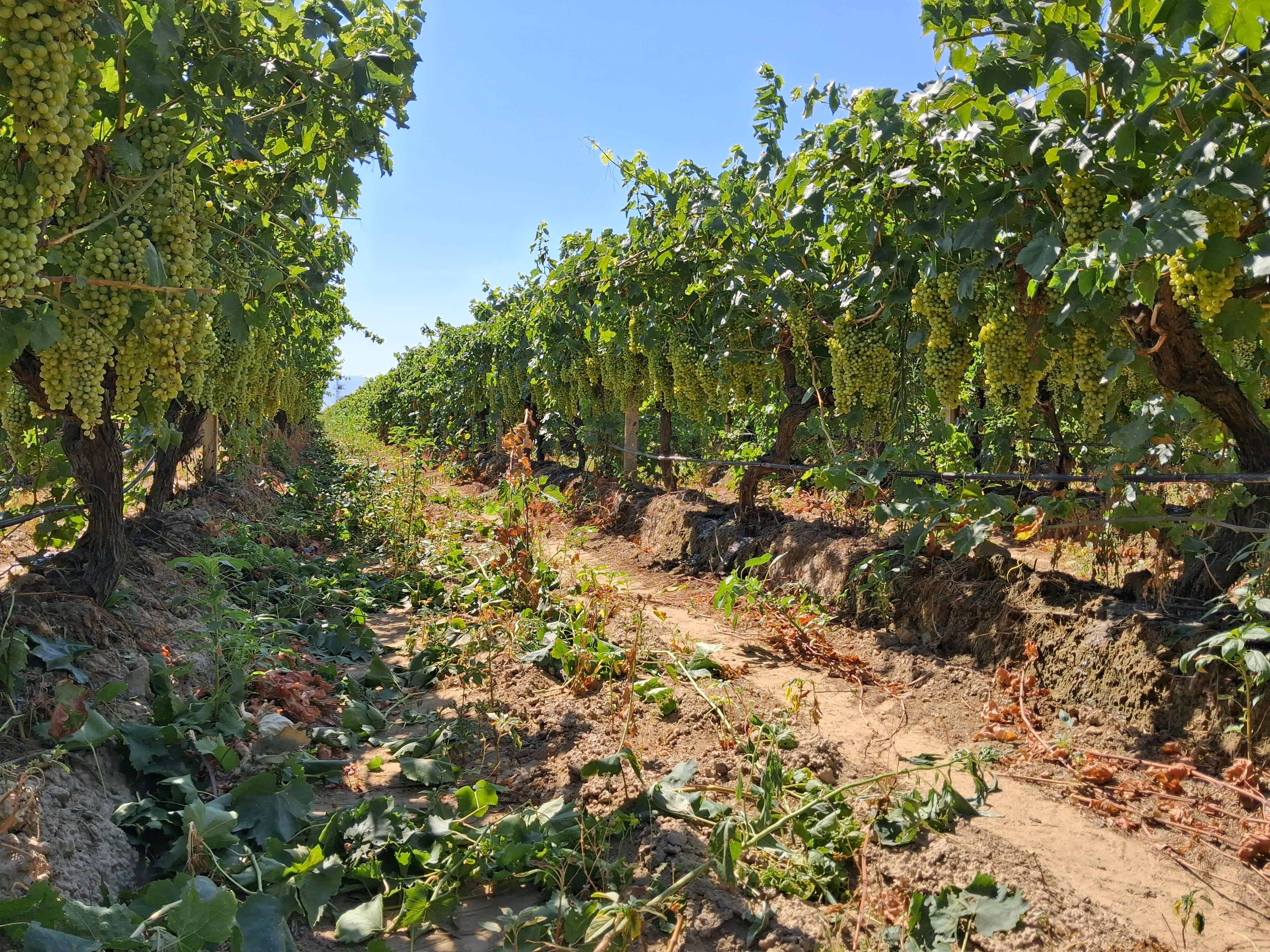 Satıcı