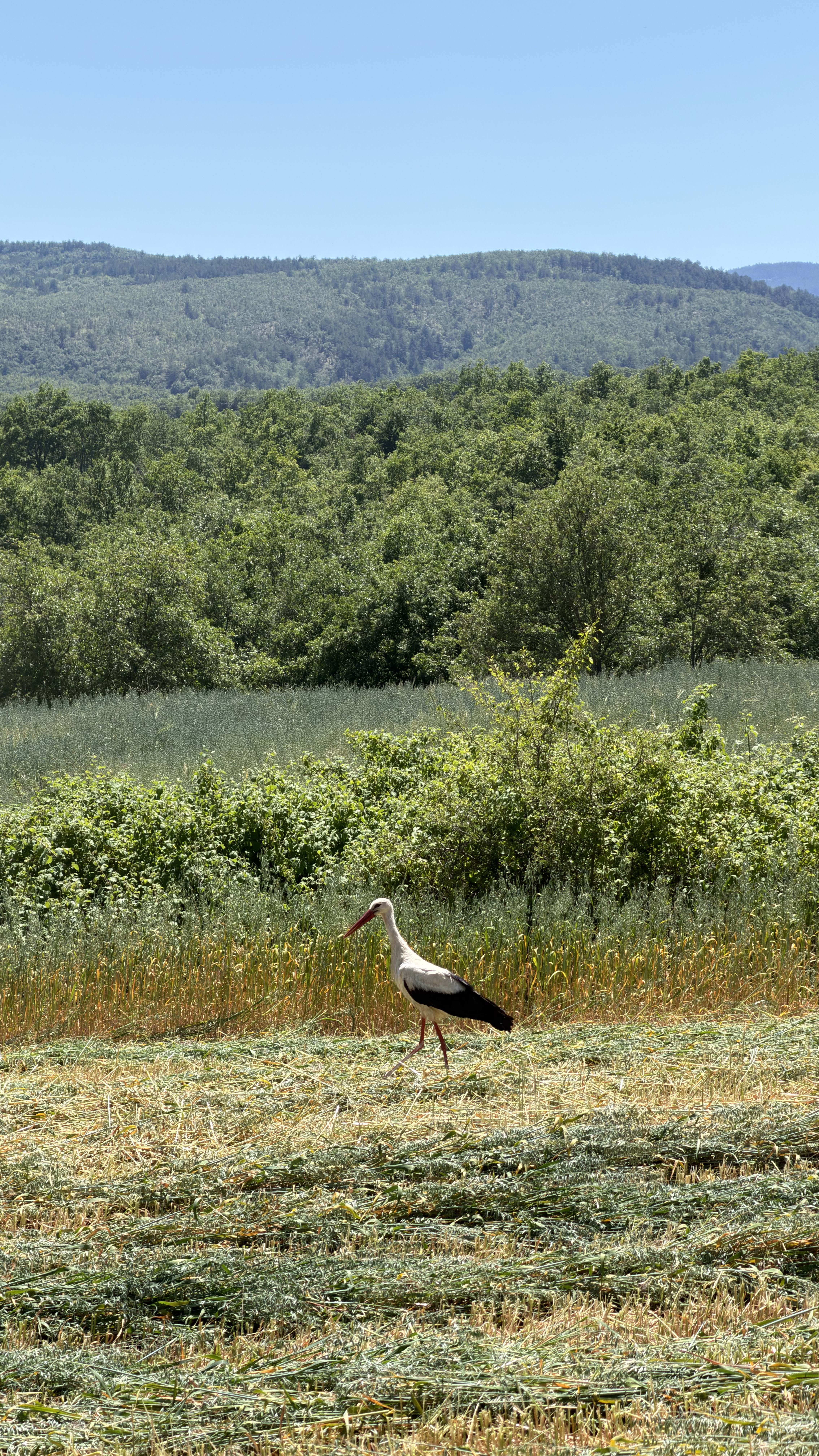 Satıcı