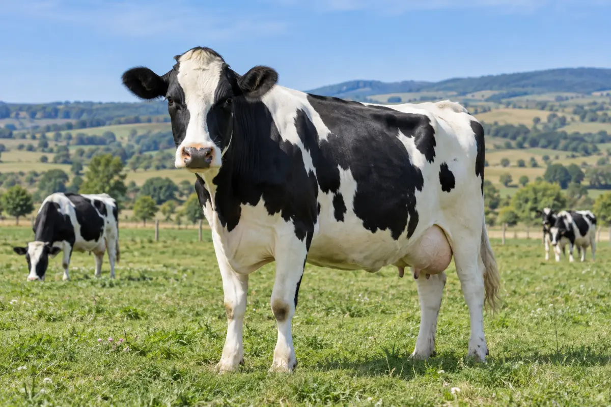 Holstein (Siyah Alaca) Sığırı