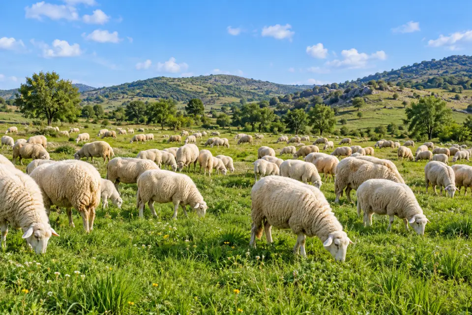 Hayvan ırkları